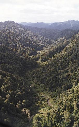 Photo of Waitora forest area by JC or NM