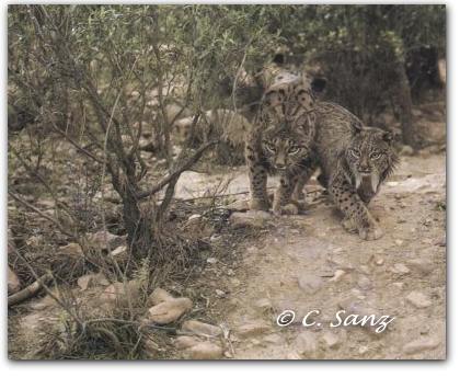 Linces en celo