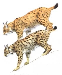 Comparaci�n entre lince boreal e ib�rico