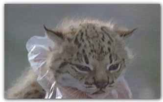 cria de lince ib�rico