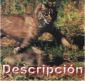 Descripci�n y comportamiento del lince ib�rico