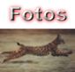 Fotografias del lince ib�rico.
