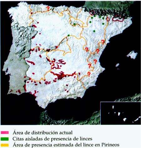 Distrubuci�n actual
