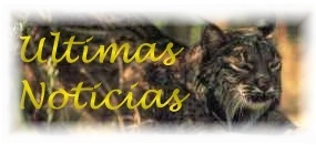 �ltimas noticias sobre el lince ib�rico