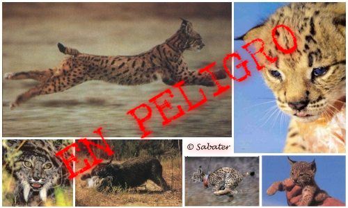 El lince ib�rico en peligro
