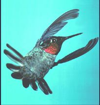 Anna's Hummingbird