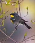 Audubon's Warbler