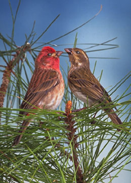 Cassin's Finch