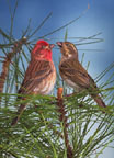 Cassin's Finch