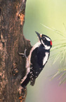 Downey Woodpecker