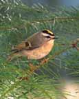 Golden-crowned Kinglet