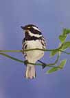 Black-throated Grey Warbler