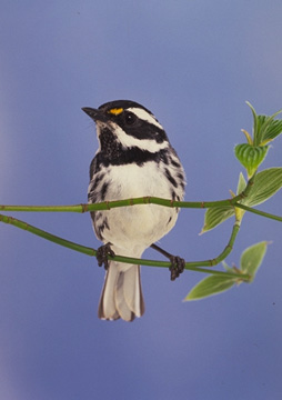 Black-Throated Grey Warbler