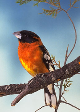Black-headed Grosbeak