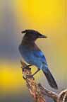Steller's Jay