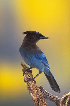 Steller's jay