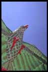 kite