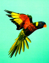 Lory in Flight