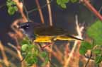 Nashville Warbler