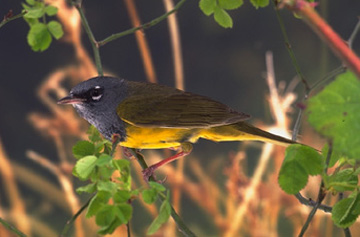 Nashville Warbler