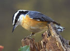 Red-Breasted Nuthatch