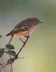 Ruby-crowned Kinglet