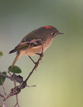 Ruby-Crowned Kinglet