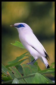 Bali Starling