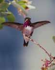 Calliope Humingbird