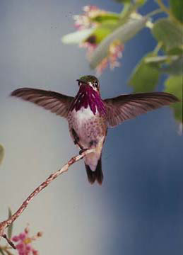 Calliope Humingbird