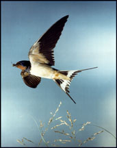 Swallow