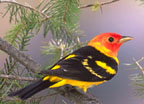 Western Tanager