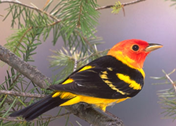 Western tanager