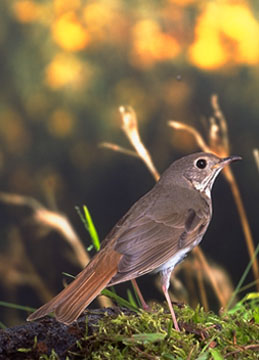 Hermit Thrush