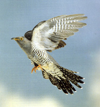 Cuckoo in Flight