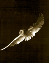 Barn Owl in Flight