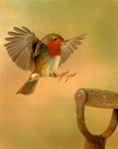 English Robin in Flight