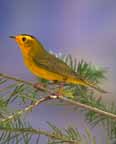 Wilson's Warbler