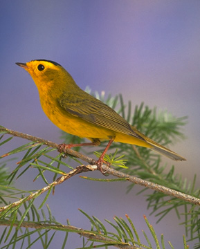 WILSON'S WARBLER