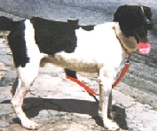 Benedito
