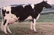 vaca