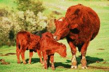 vaca e filhotes