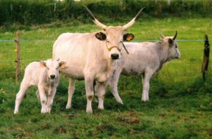 fam�lia