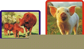 Vaca e porquinho