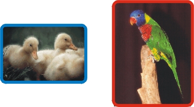 Periquito e pato