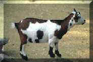 cabrito
