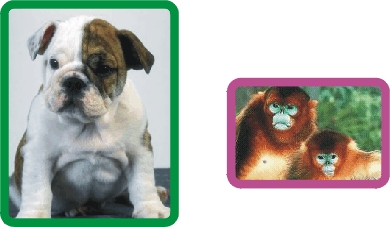 C�o e macacos