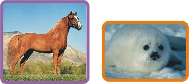Cavalo e beb�-foca