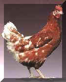 galinha