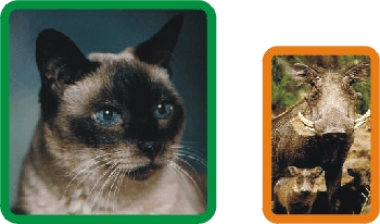 gato e javali